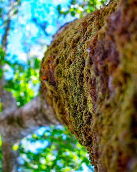 Tiro Ángulo Bajo Tronco Árbol Cubierto Musgo Verde Bosque —  Fotos de Stock
