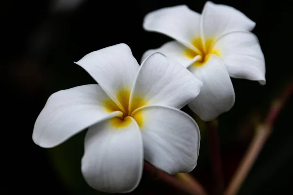 Крупный План Цветущих Белых Цветов Plumeria — стоковое фото