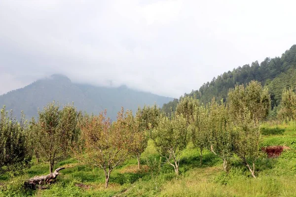Sisli Bir Günde Dağın Yamacında Yeşil Ağaçların Manzarası — Stok fotoğraf