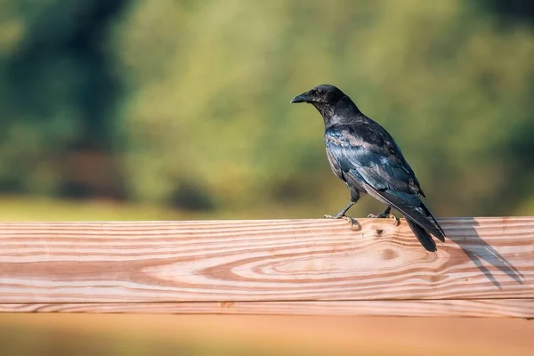 Tiro Enfoque Selectivo Pájaro Cuervo Negro Encaramado Una Superficie Madera —  Fotos de Stock