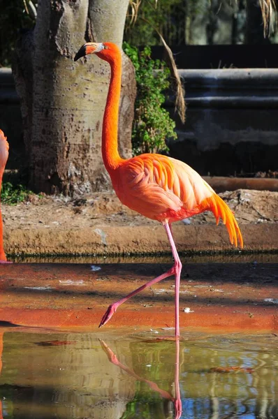 Vertikal Vacker Flamingo Reflekterande Vatten Zoo — Stockfoto