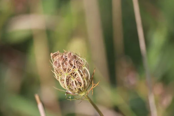 stock image A close-up of a European wild carrot (Daucus carota) plant in a garden