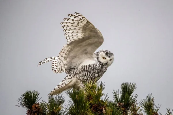 モミの木の上を飛ぶ雪のフクロウ — ストック写真