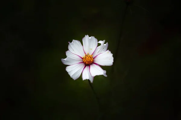 Eine Nahaufnahme Einer Weißen Kosmeya Blume Isoliert Auf Dunklem Hintergrund — Stockfoto