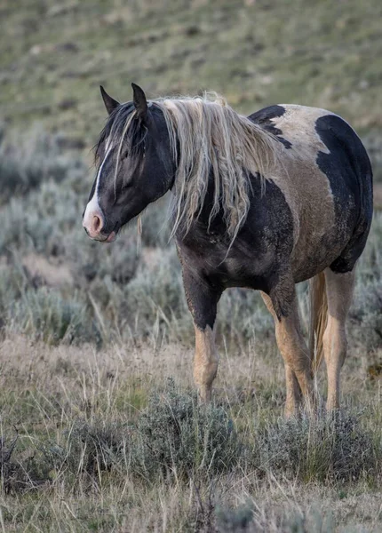 Fluffig Mustang Häst Stående Gräsgård Mccullough Peaks Area Cody Wyoming — Stockfoto