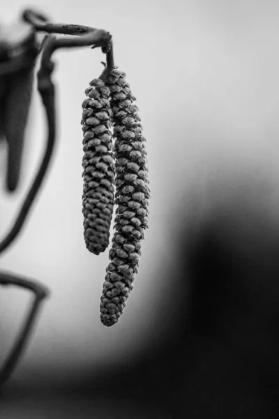 ヘーゼル コリルス の葉の垂直グレースケールの閉鎖ショット — ストック写真