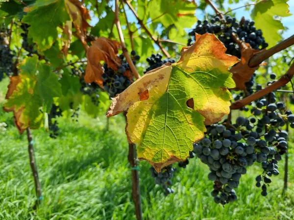Dojrzałe Winogrona Drzewach Winnicy Słoneczny Dzień — Zdjęcie stockowe