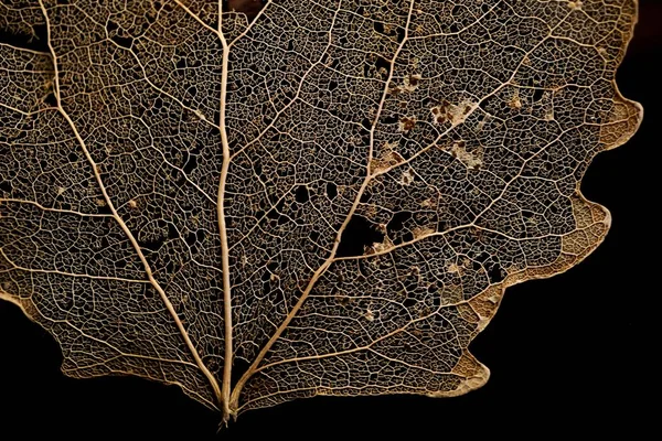 Вид Крупным Планом Высушенного Листа Дерева Изолированного Черном Фоне — стоковое фото