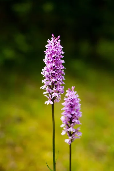 Primer Plano Vertical Flores Orquídea Manchadas Comunes Púrpuras Florecientes —  Fotos de Stock