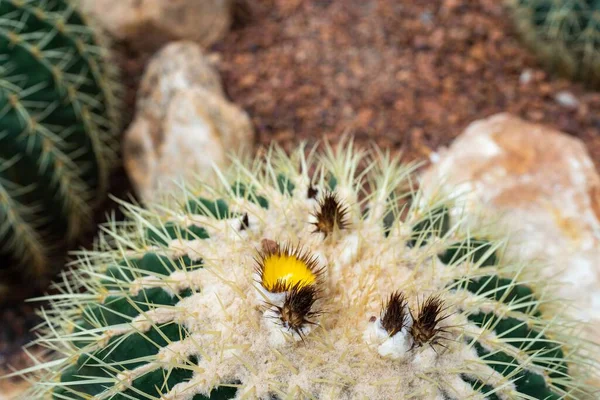 Een Close Van Bloeiende Gele Bloemen Van Cactusplanten Puimsteen — Stockfoto
