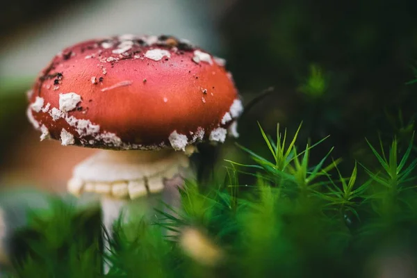 stock image A closeup shot of a Fly agaric mushroom on the ground in the forest, surrounded by green grass