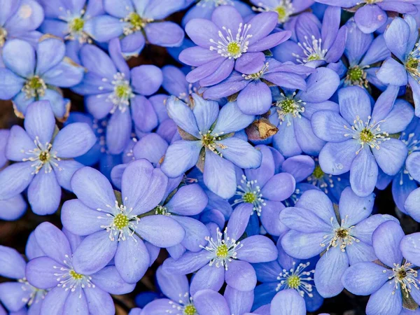 Hepatica Nobilis Kwiaty Kwitnące Niebieskich Płatków Pod Słońcem — Zdjęcie stockowe