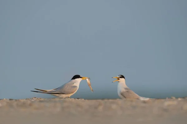 Dois Terns Menos Sternula Antillarum Comendo Peixe Uma Praia Arenosa — Fotografia de Stock