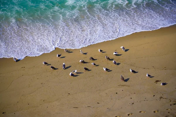 砂浜のカモメが — ストック写真