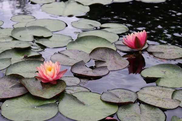 陽射しを反射して水面に2つの睡蓮とバラの池の閉鎖 — ストック写真