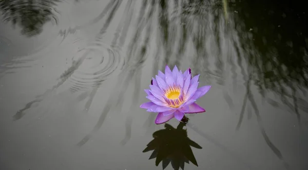 Een Paarse Lotus Vijver — Stockfoto