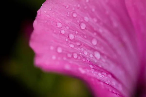 粉红花瓣上的一滴露珠 — 图库照片