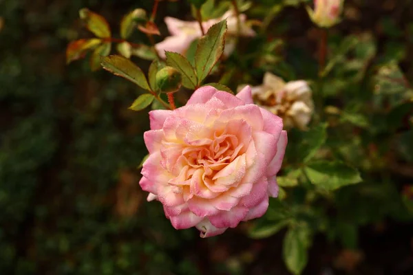 Szelektív Fókusz Felvétel Egy Rózsaszín Rózsa Virágzik Kertben Homályos Háttér — Stock Fotó