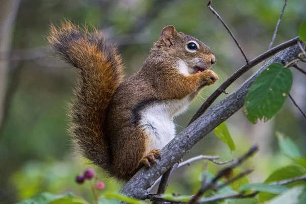 Ein Braunes Eichhörnchen Hockt Auf Einem Ast — Stockfoto