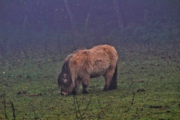 Лошадь Ест Пшеницу Туманный День — стоковое фото