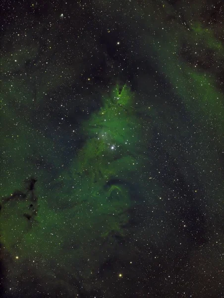 Кластер Рождественской Елки Туманностью Конуса Звезды — стоковое фото