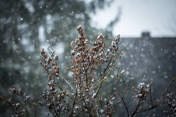 雪の中で野の花のクローズアップショット — ストック写真