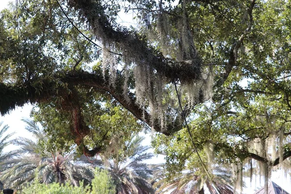 Low Angle Shot Spanish Moss Plant Green Flowering Leaves Covering — Stock Photo, Image