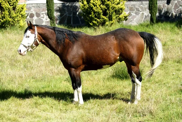 Hermoso Hijo Gunner Horse —  Fotos de Stock