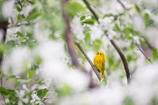 Sarı Bir Ötleğen Ormandaki Bir Ağaç Dalına Tünemiş — Stok fotoğraf