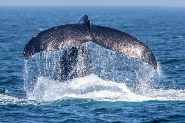 물위에 혹등고래의 꼬리를 클로즈업 — 스톡 사진