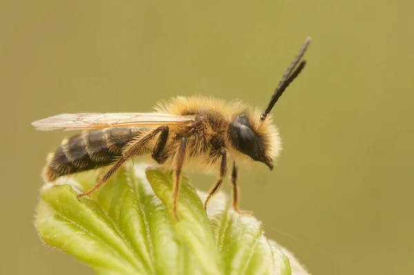 Closeup Colletes Cunicularius Bee Perching Plant — Stock Photo, Image
