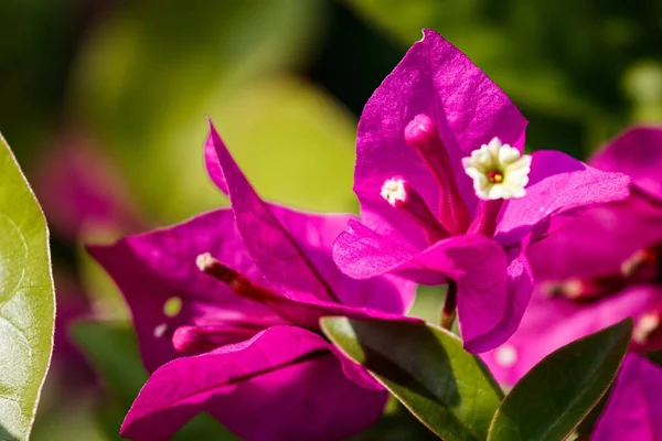 花冠花园中明亮的粉红纸花的特写 — 图库照片