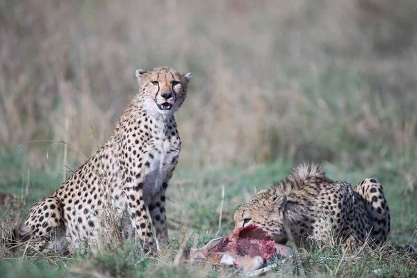 Cheetah Dari Masaimara Ditangkap Dalam Perjalanan Terakhir Saya Masaimara — Stok Foto