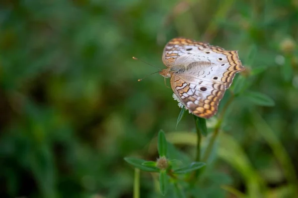 草の上に面白い蛾のマクロ — ストック写真