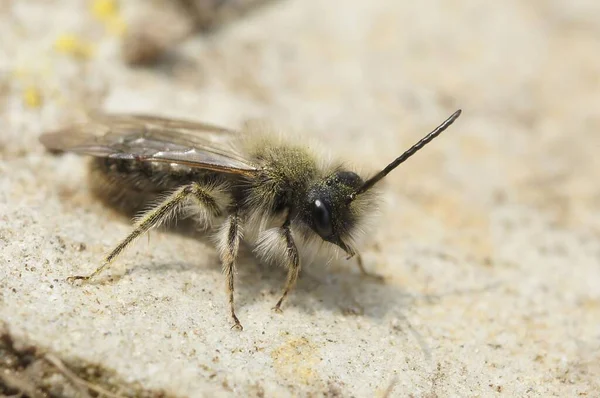 Een Closeup Van Een Andrena Clarkella Bee Een Rots — Stockfoto