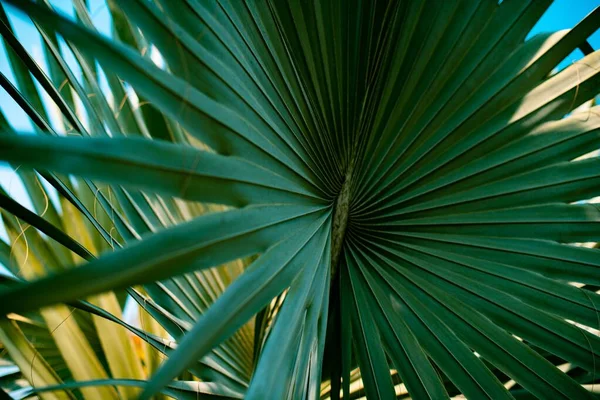 Een Selectieve Focusshot Van Groene Bladeren Van Een Palmplant — Stockfoto
