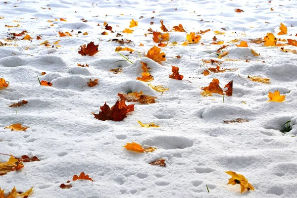 Una Neve Paesaggio All Inizio Dell Inverno Terra Foglie Colorate — Foto Stock