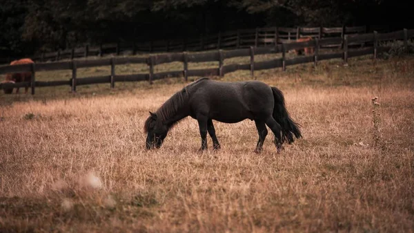 Een Kleine Pony Grazen Een Veld Omringd Door Een Houten — Stockfoto