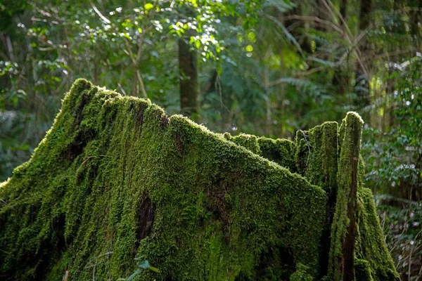Eine Nahaufnahme Von Einem Baumstumpf Der Einem Wald Mit Grünem — Stockfoto