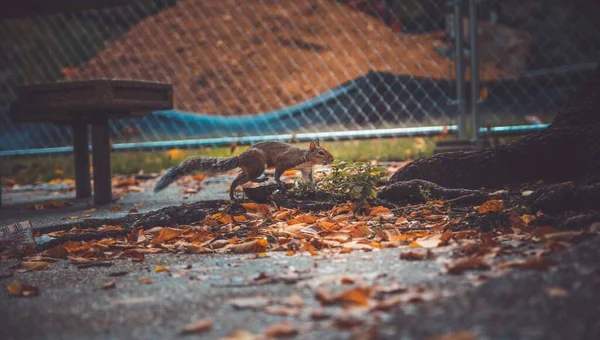 Mann Füttert Eichhörnchen Park — Stockfoto