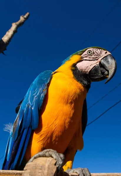 Vertical Closeup Shot Blue Throated Macaw Clear Blue Sky — Stock Photo, Image