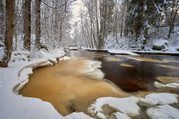Река Протекающая Через Снежный Лес — стоковое фото