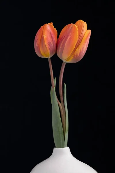 Eine Vertikale Aufnahme Zweier Orangefarbener Tulpen Mit Grünen Blättern Einer — Stockfoto