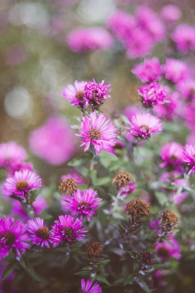 Beautiful Vertical View Pink American Asters — Stock Photo, Image