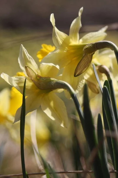 Eine Nahaufnahme Von Gelben Narzissenblüten Feld Narcissus Pseudonarcissus — Stockfoto