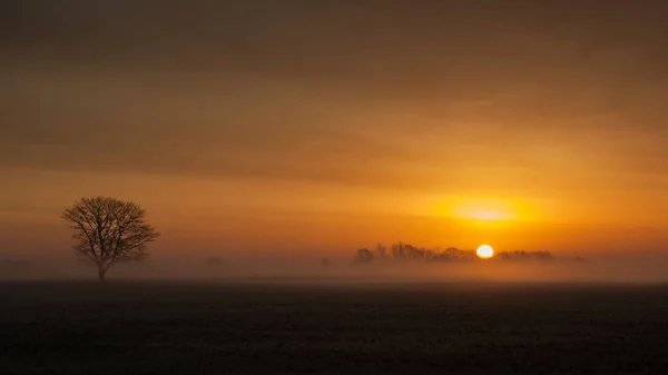 柔らかな霧の層のすぐ上の太陽と日の出に一本の木 — ストック写真