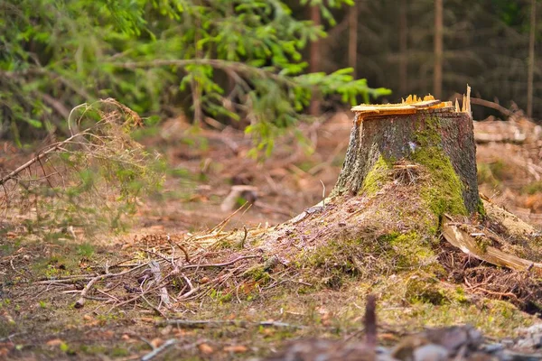 图林根森林里的一个被苔藓和植物环绕的砍下的树干 — 图库照片