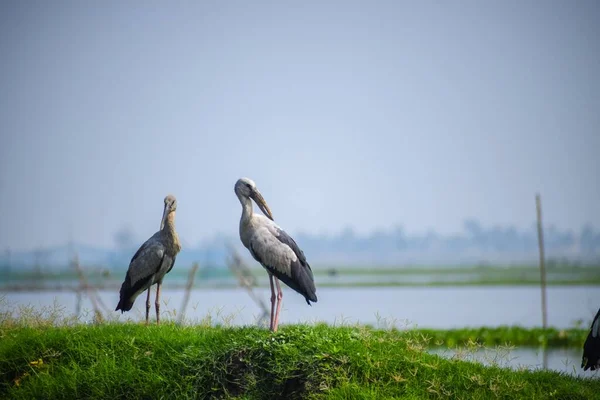 Zwei Schöne Indische Störche Auf Einem Feld Mit Einem See — Stockfoto