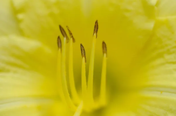 水仙花在模糊的背景中的特写 — 图库照片