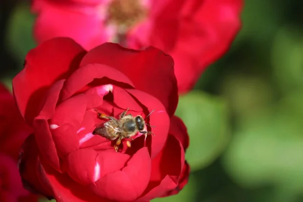 Stock image A closeup of a bee on a red rose